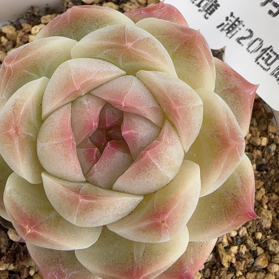 花语逸境0216-378