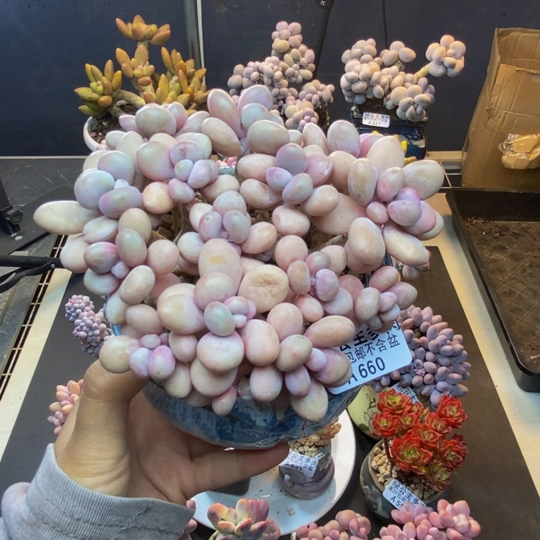 660糖果桃蛋多肉有断枝