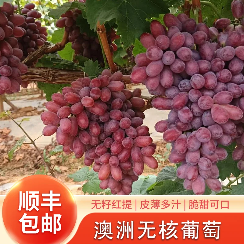 【顺丰包邮】正宗澳洲无核葡萄皮薄脆甜无籽红提新鲜孕妇水果礼盒装