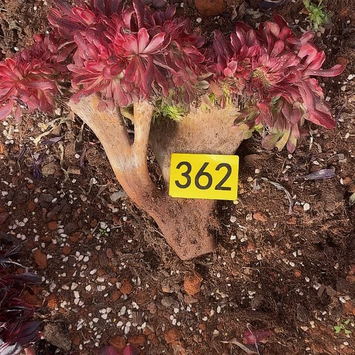 墨**汐多肉植物福利362