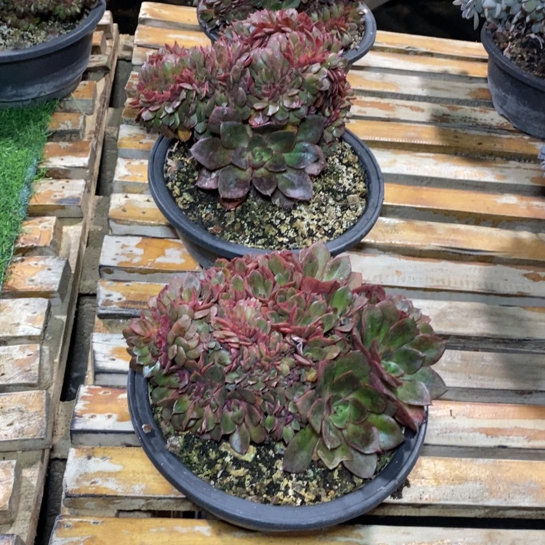 啊军喵多肉克拉斯缀20盆38包邮