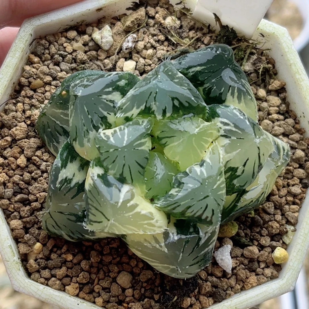 461巨大化别系玉露锦
