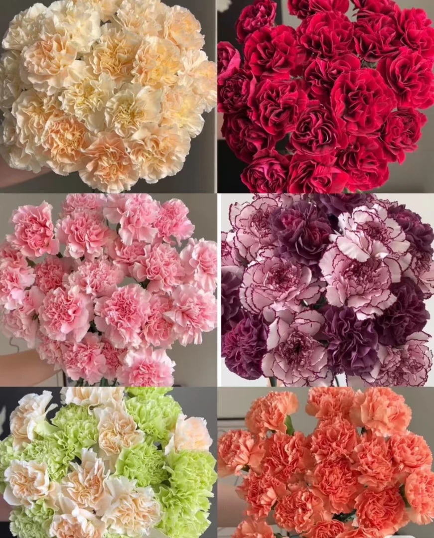 【母亲节福利康乃馨】云南鲜花基地直发家用鲜花 拍三单送花瓶