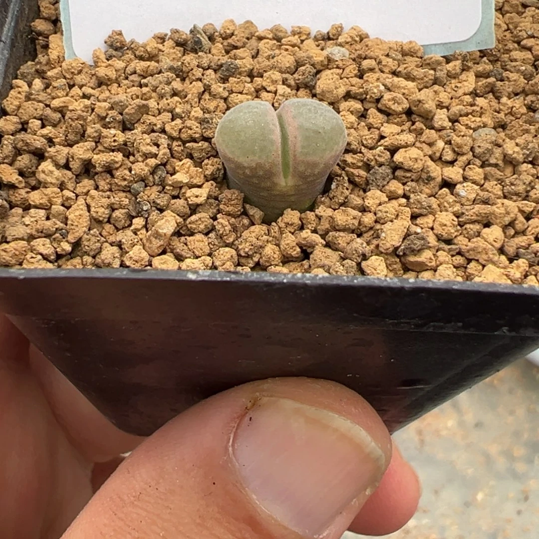 5-02鲑鱼粉风铃多肉植物