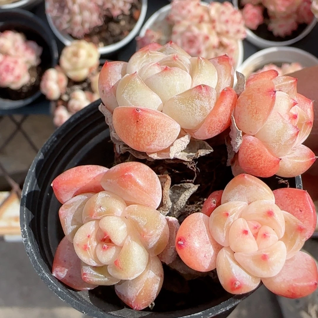 【闪购商品】0118-90两颗