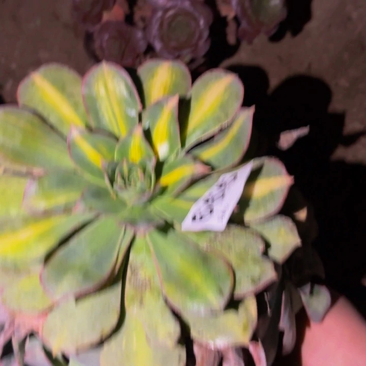 655黄中斑多肉植物不售后