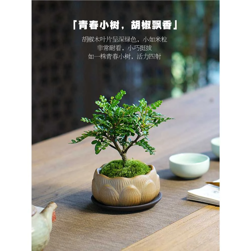 胡椒木盆栽迷你室内创意桌面小盆景办公室绿植好养四季清香木驱蚊