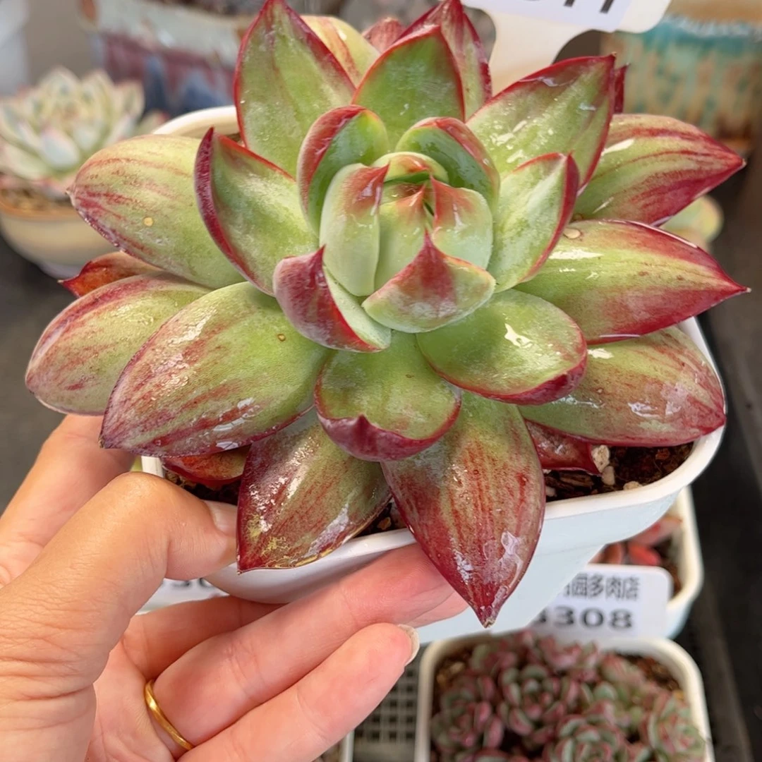 多肉植物3311 一定要拍个冷链哦