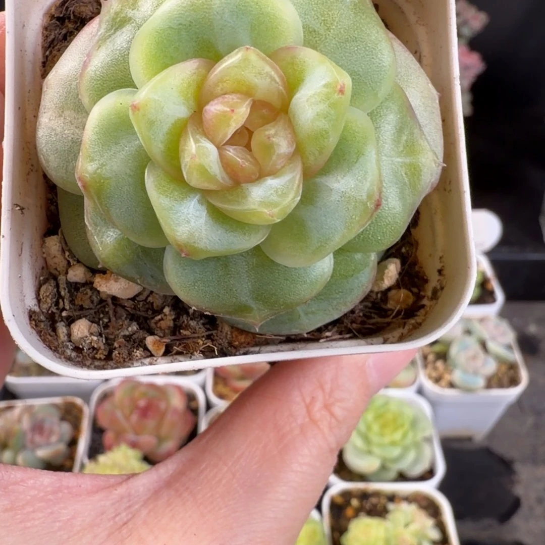瑶瑶母本单头53号