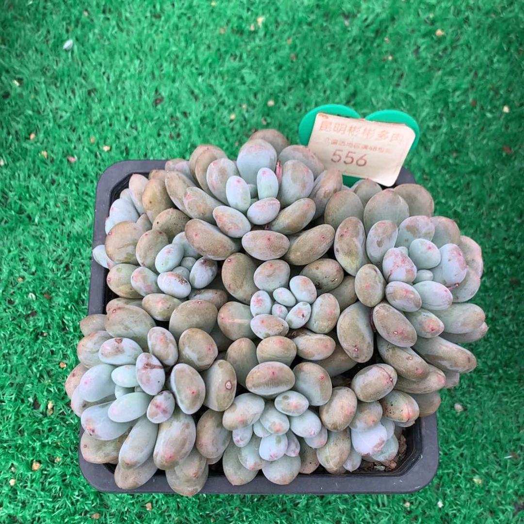 香香雪老桩平头556