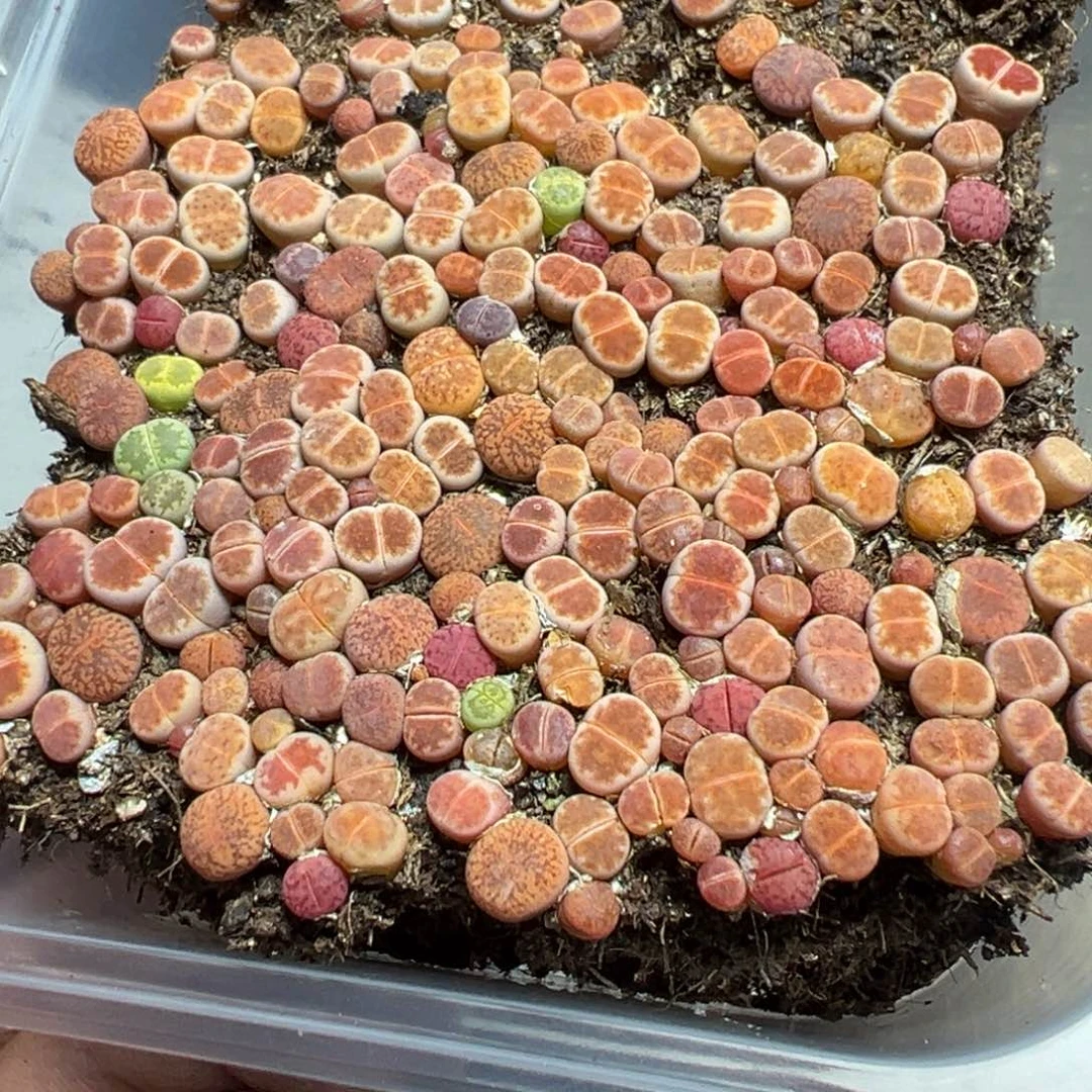 【闪购商品】 853。