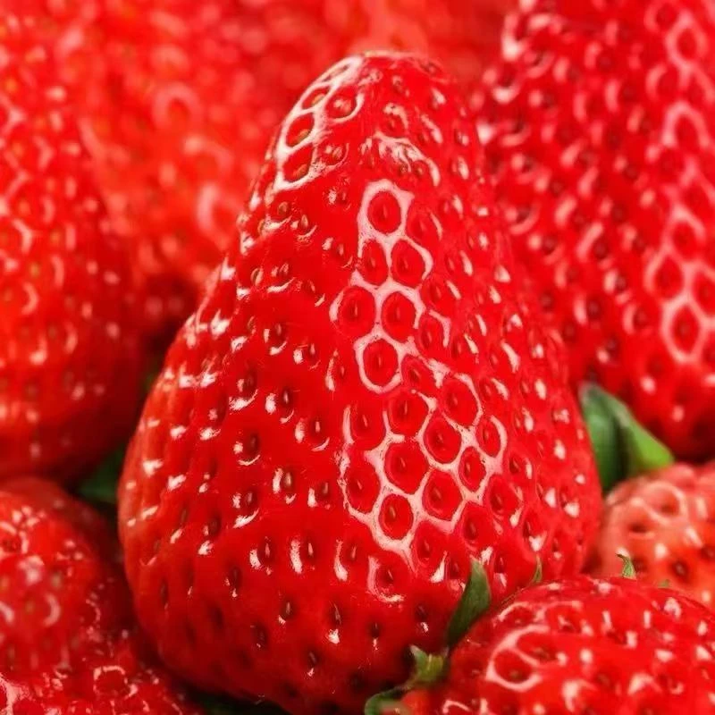 【顺丰次日达】新鲜采摘奶油草莓香甜可口现摘现发江苏省草莓江苏省