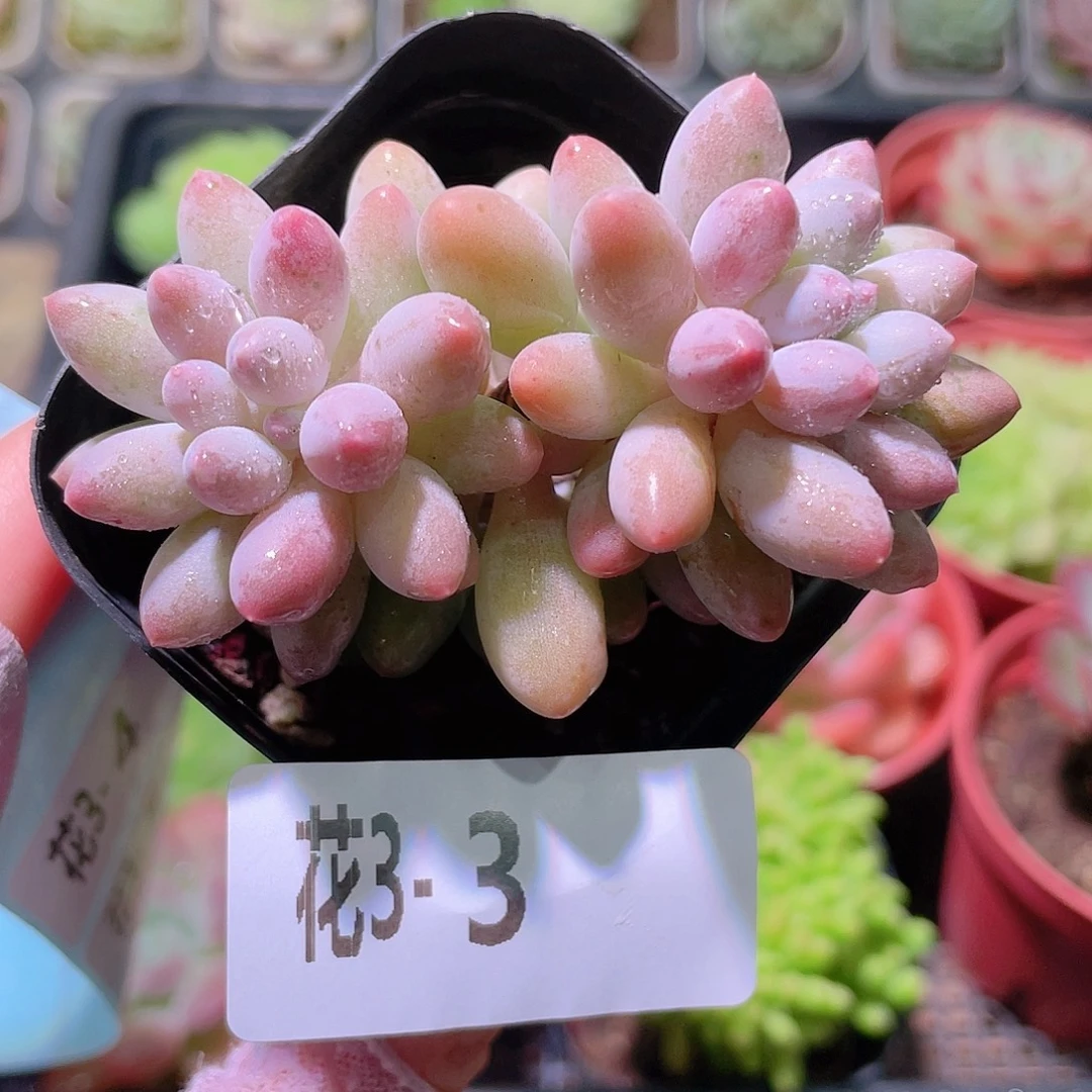 花利美3-3婴儿手指