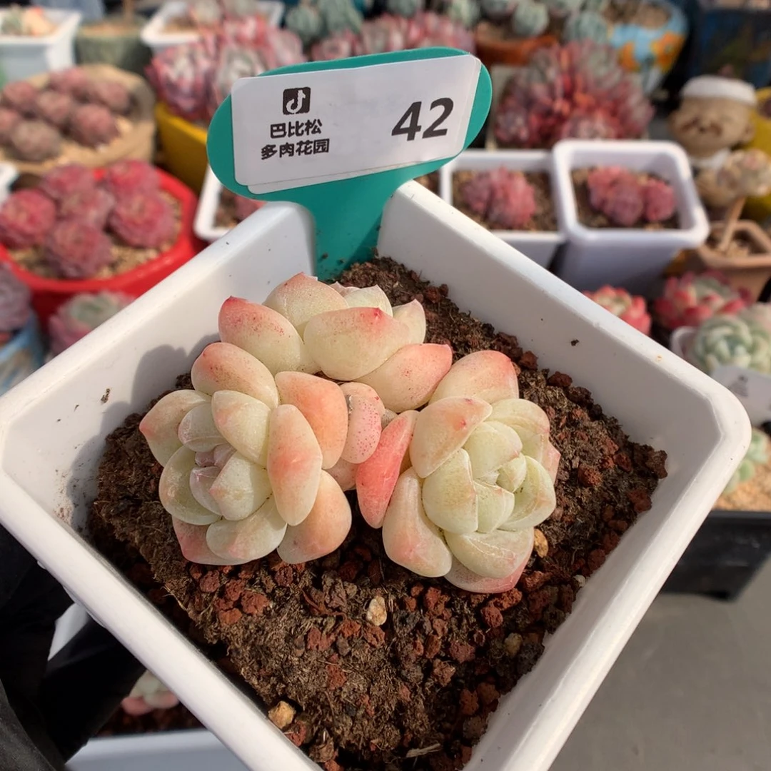42 奶油冰玉多肉