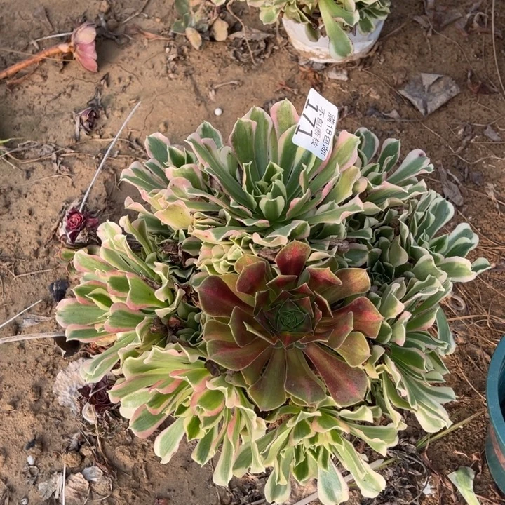 171雨花石阴阳大绣球1北