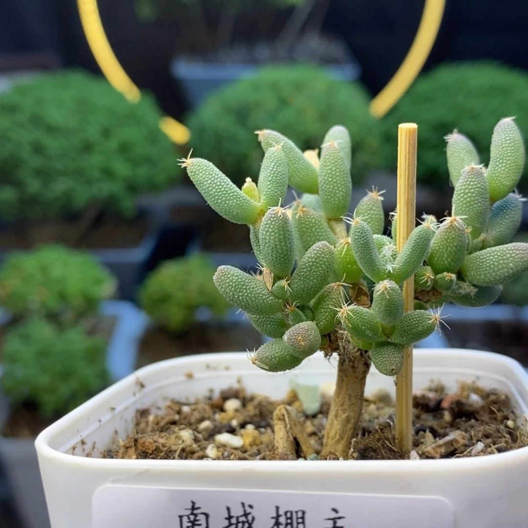 877提根造型实生玉米