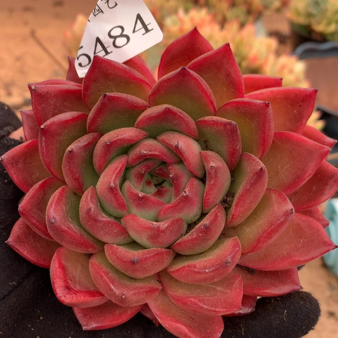 5484杂交多肉老桩