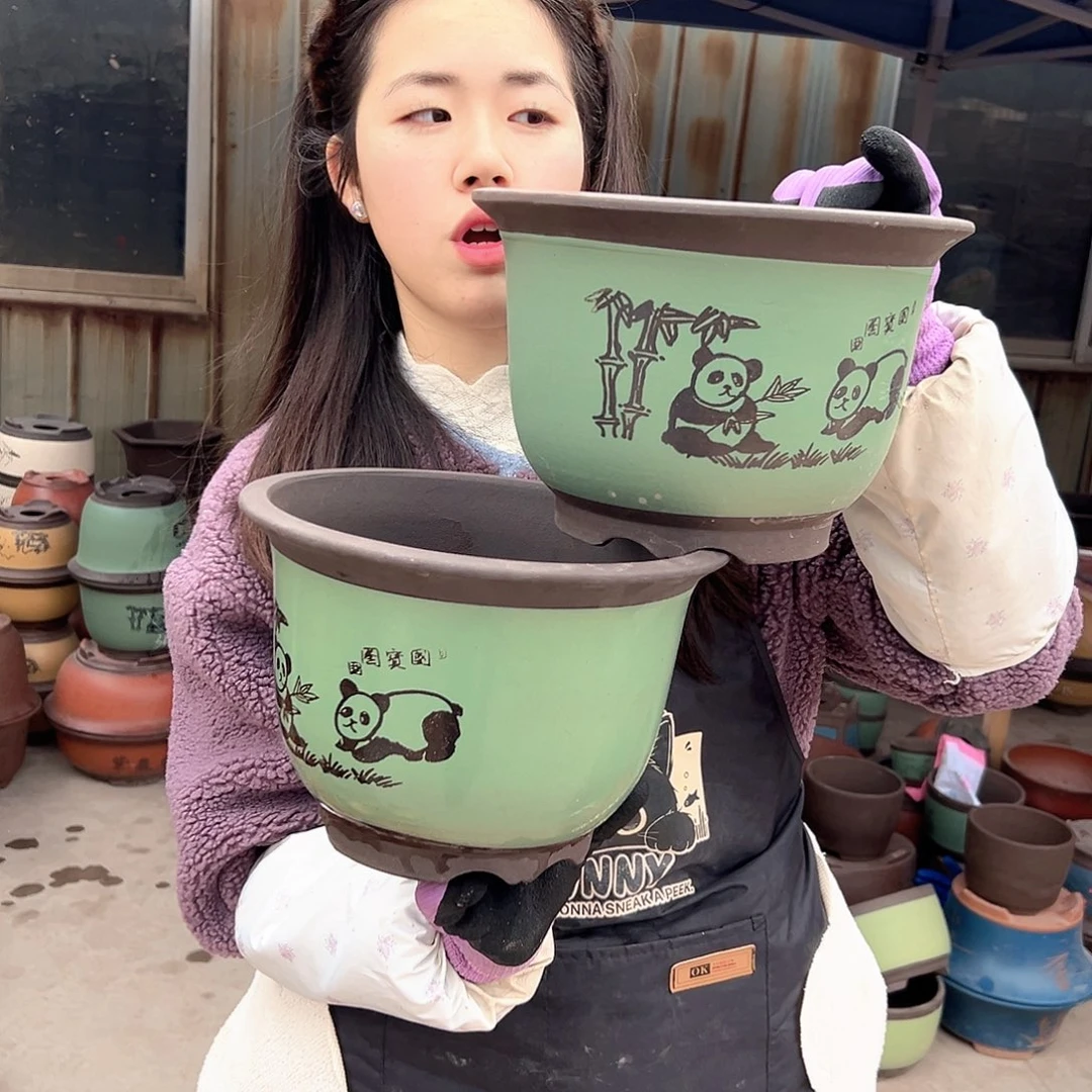 25+25绿色熊猫平角金钟花盆花盆