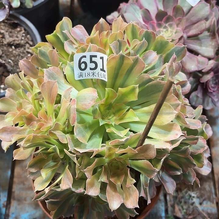 651光辉掌心多肉法师锦不包侧枝断枝