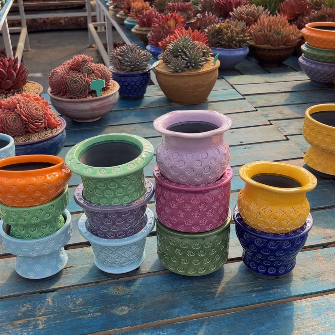 傻**名从前慢多肉精选编号0223.花盆十赠一