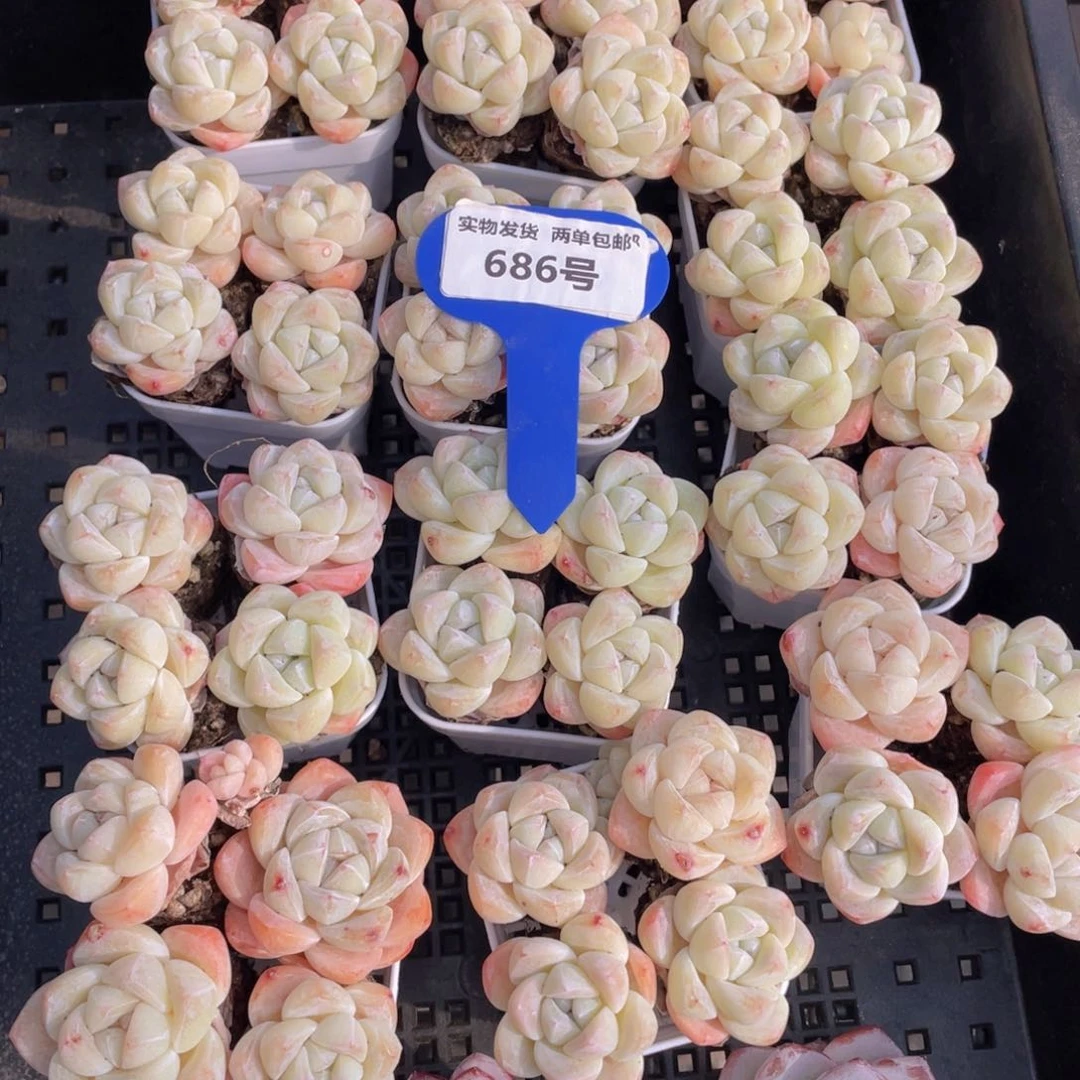 686号凝脂冰玉组合4个