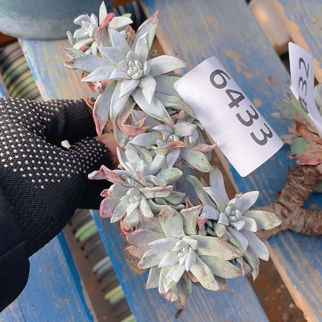 【闪购商品】流丹白豪砍头群