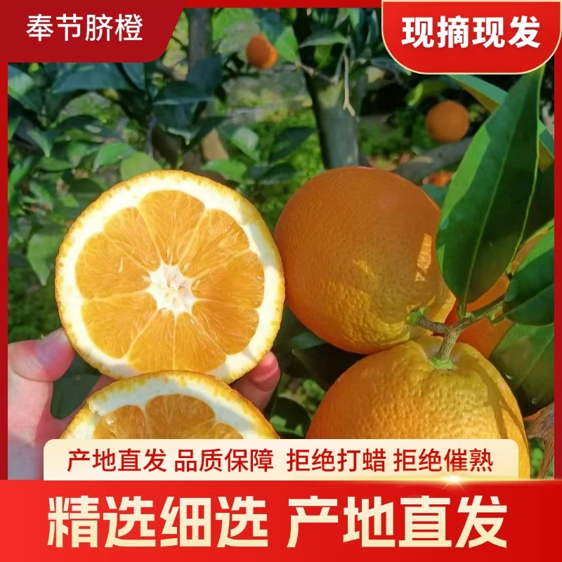 【全网爆品】正宗重庆奉节脐橙高山脐橙现摘现发果冻甜橙