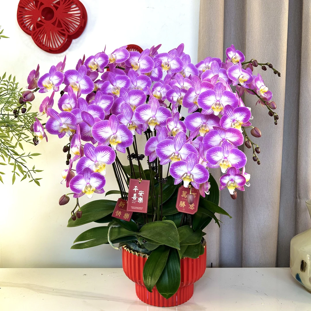 【斯普利特-蝴蝶兰】 轻奢 中式 禅意 绿植盆栽 年宵花
