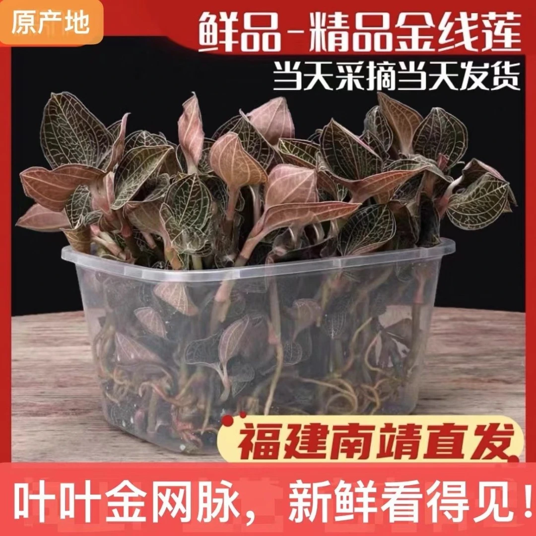 福建南靖金线莲鲜品煲汤泡茶整株新鲜林下种植新鲜现摘