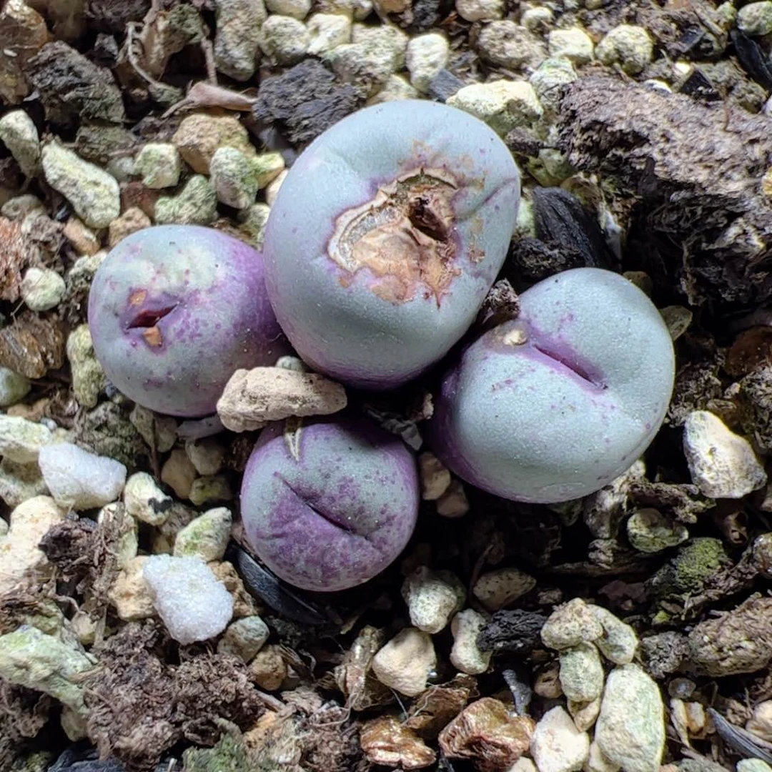 【闪购商品】294 福利ts427