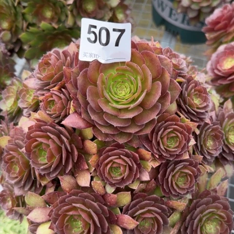 507红魔多肉22厘米左右