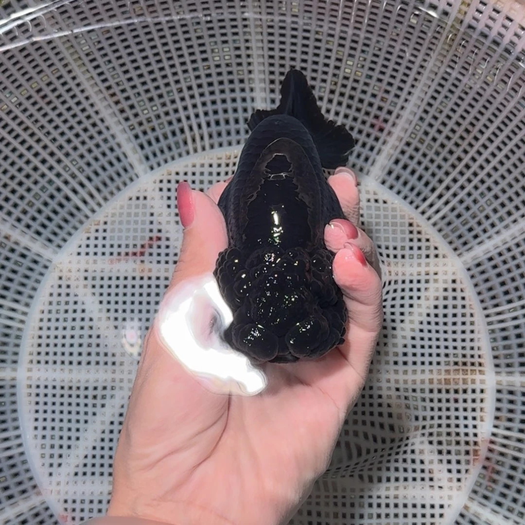 龙睛金鱼高货兰寿兰寿