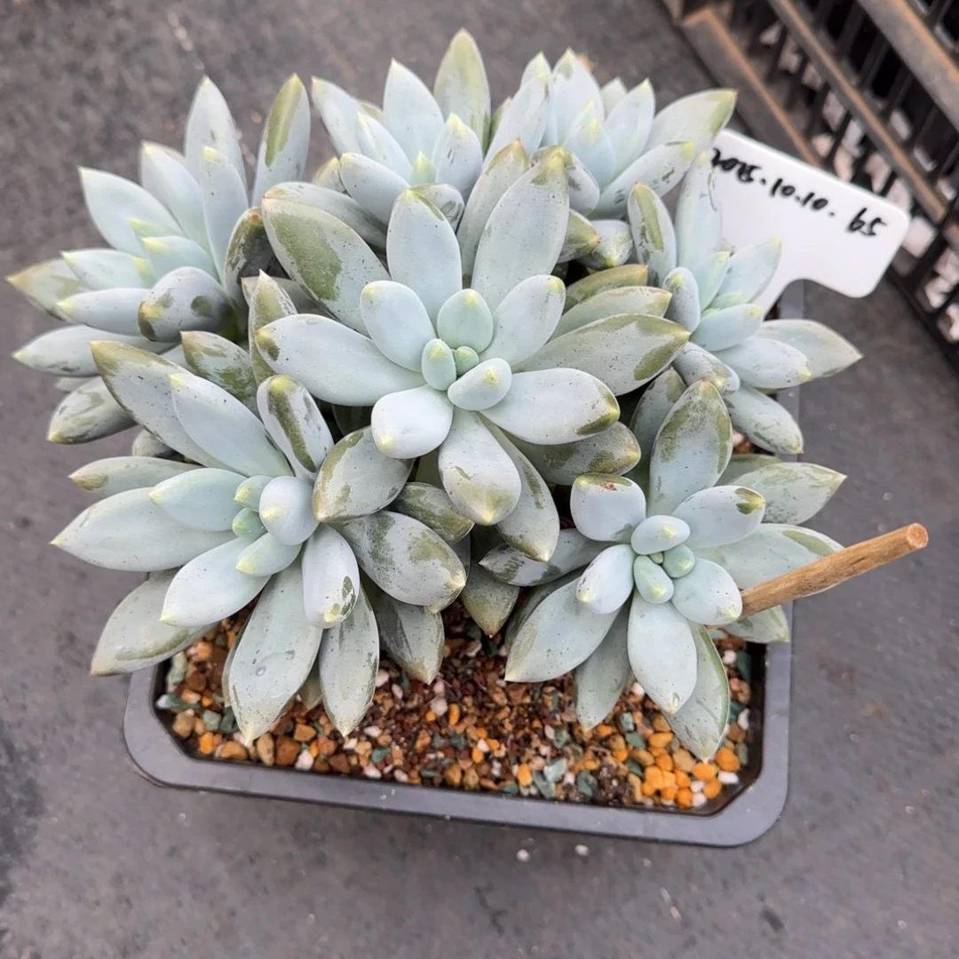 一物一拍黄胖体哥特65