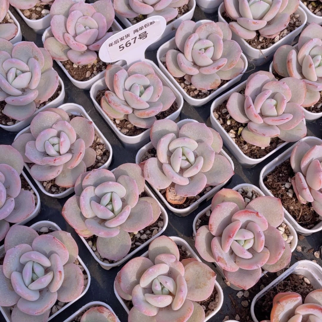 567号新年福利韩货奶茶单头一个