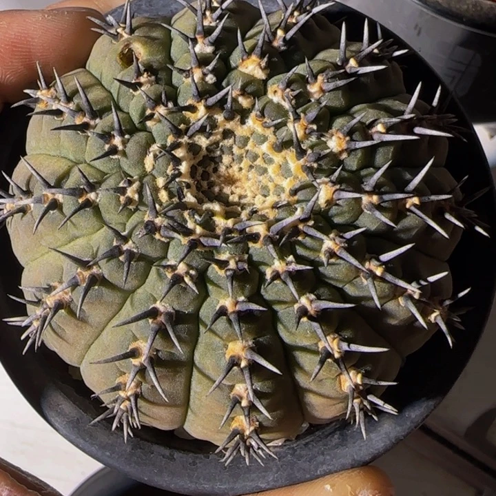 短刺精品大黑凤大福利