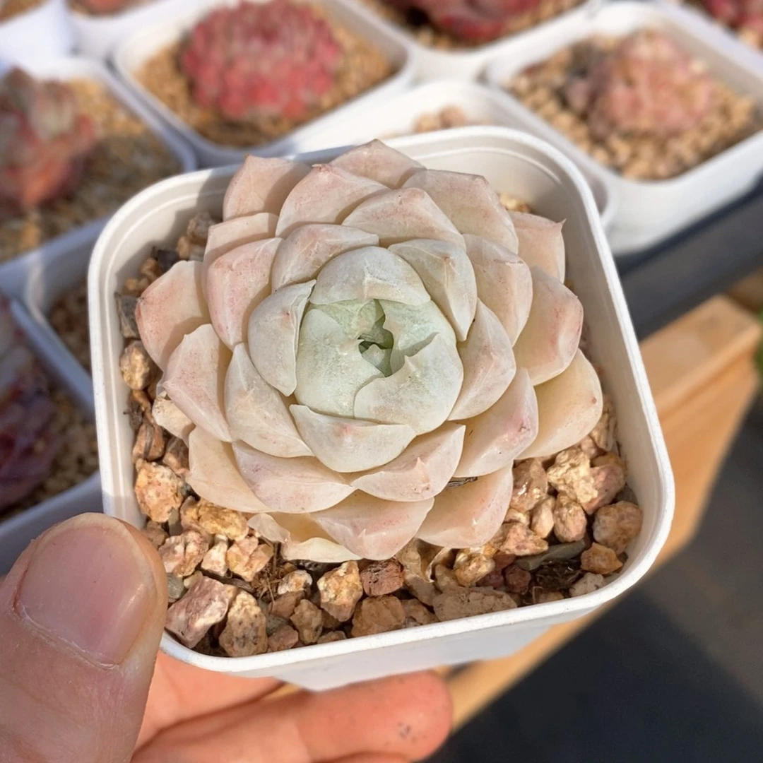 精品多肉一物一拍31