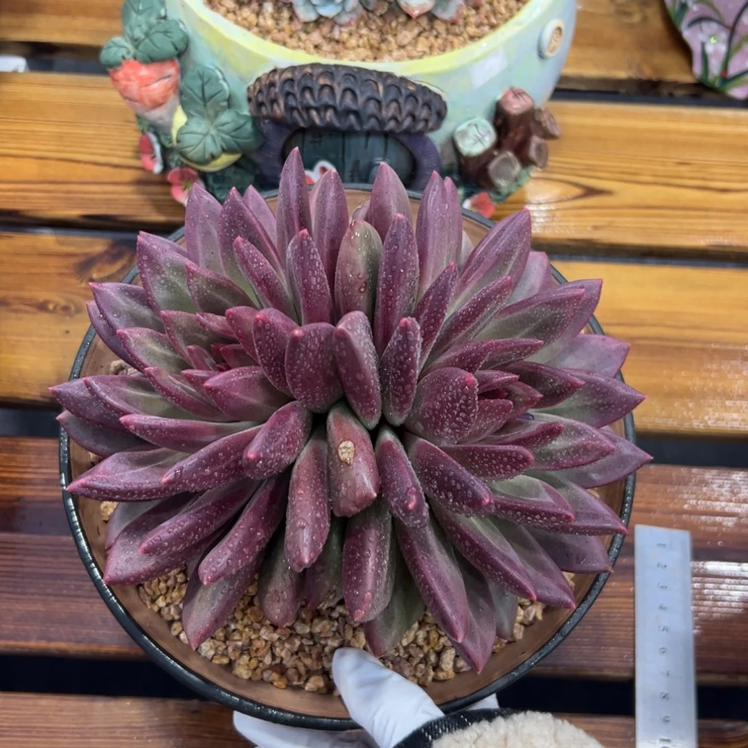 迷雾泡泡多肉植物