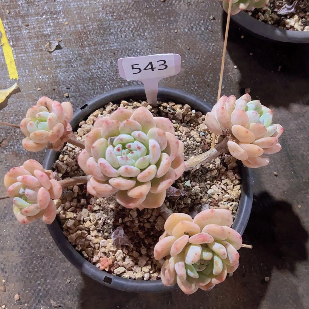 ?***?543望舒28元元元元