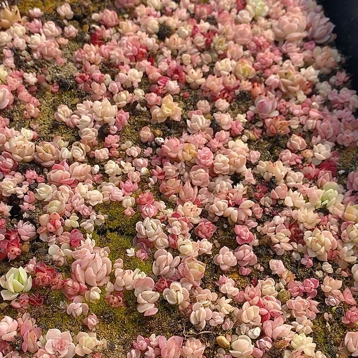 50 多肉植物盆栽花卉植物