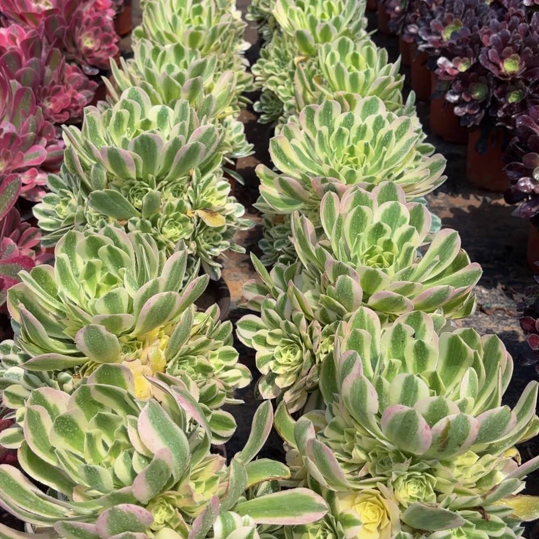 迈巴赫9.9法师多肉嫩