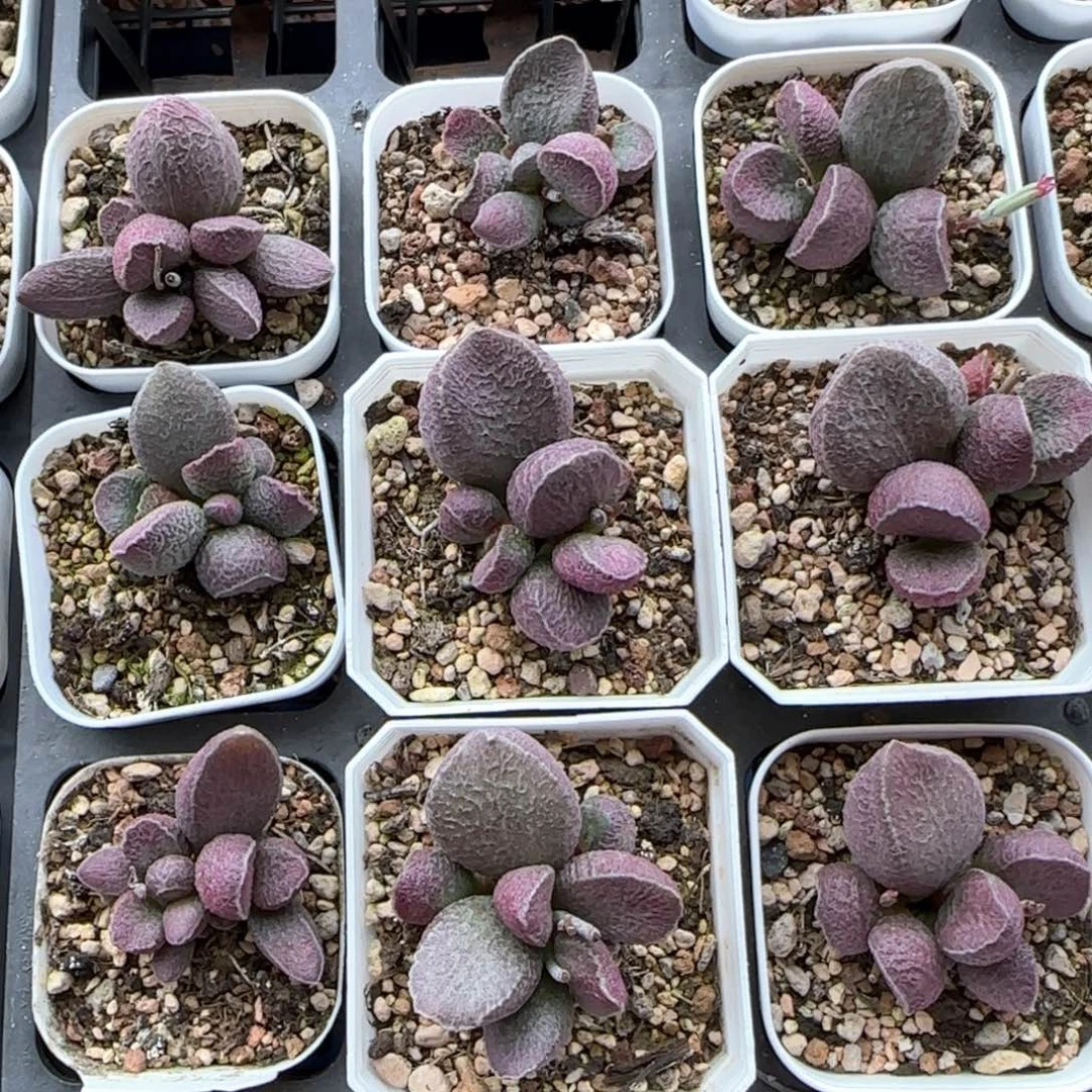 哈莫猪肝量拍链接