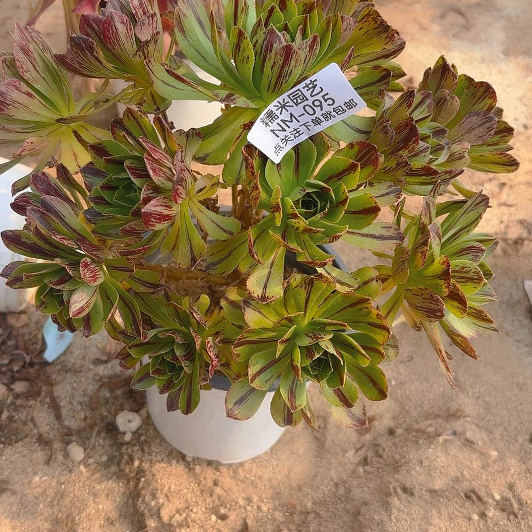 必火老庄有断指多肉植物95