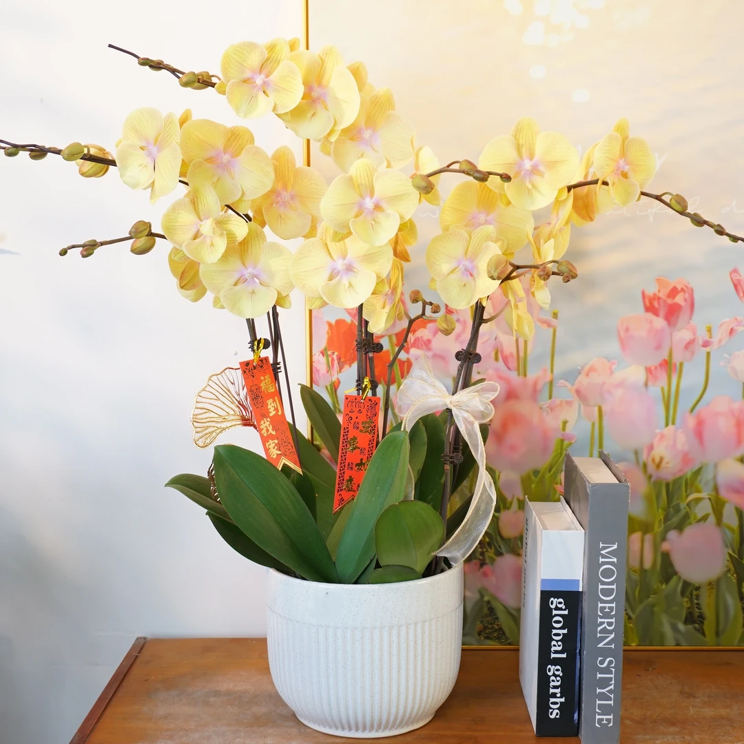 【金玉满堂】蝴蝶兰鲜花喜庆大组盆开花株室内绿植 养兰基地