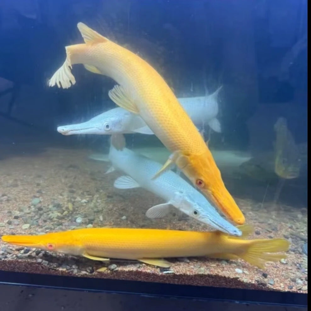 凶猛鳄雀鳝纯黄红眼火箭/黄火箭 大型淡水凶猛鱼