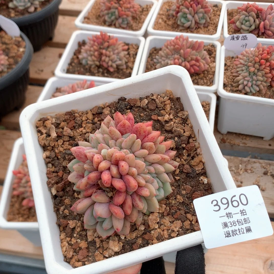 7.5厘米胸花凌雪缀3960