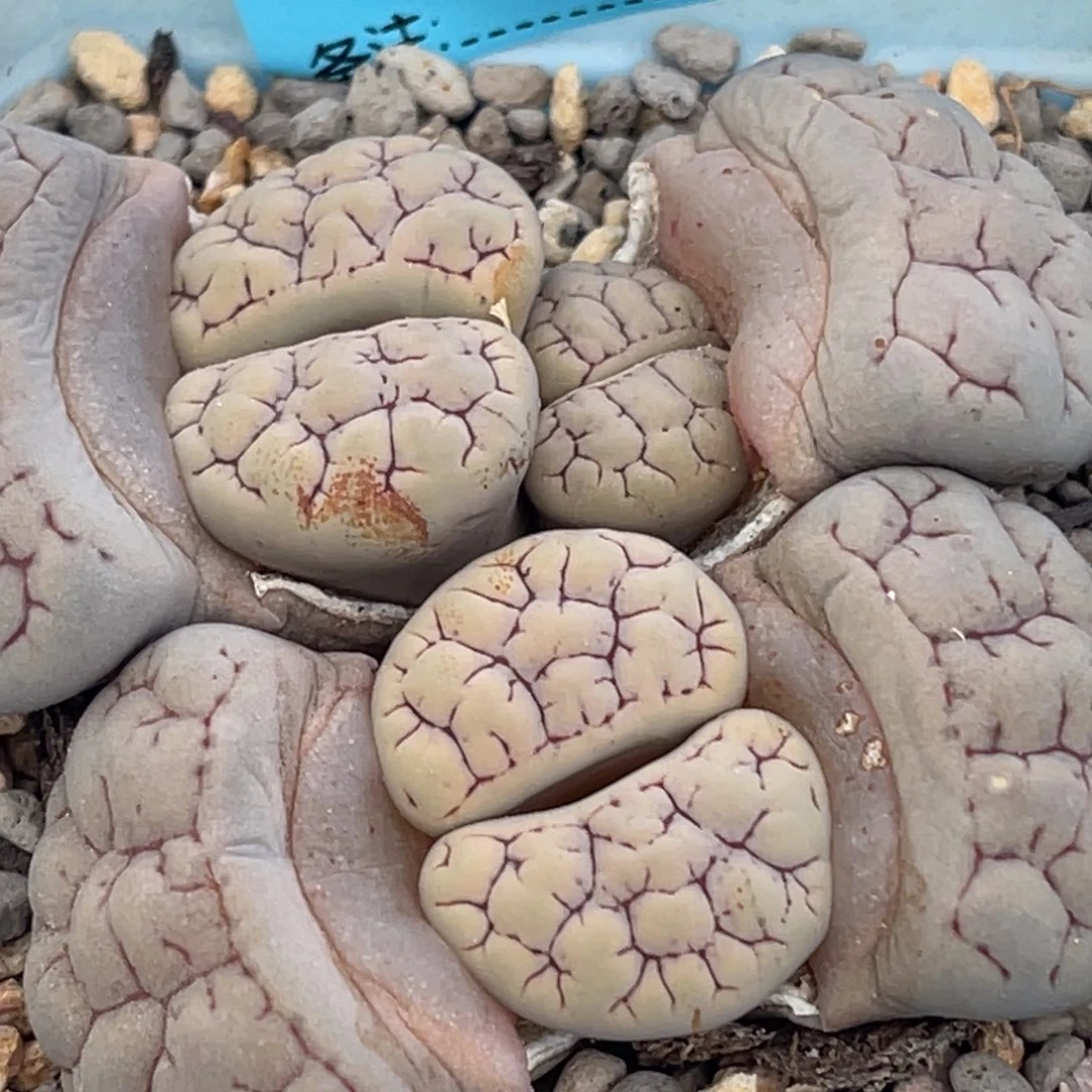 8043三头红纹189群一颗