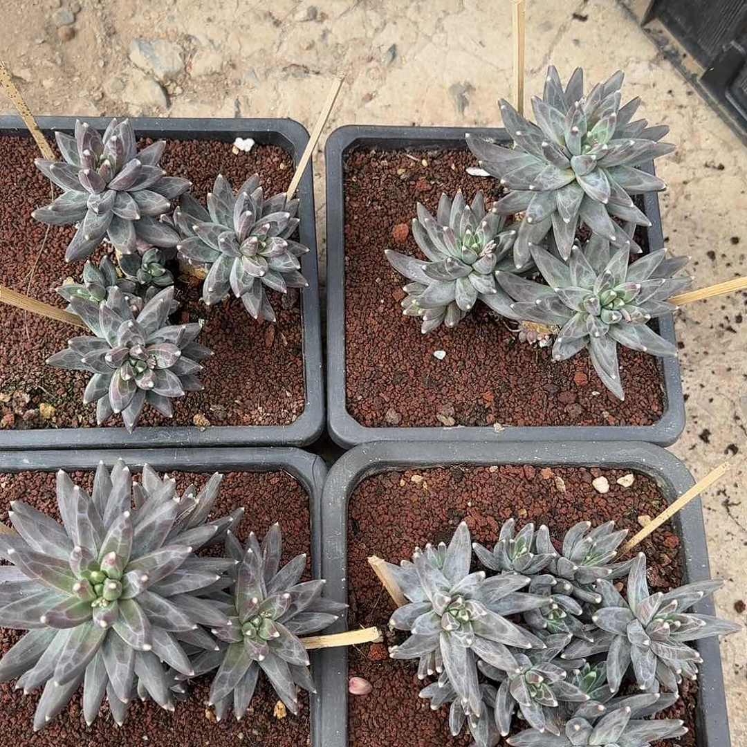 乌拉克拉多肉植物