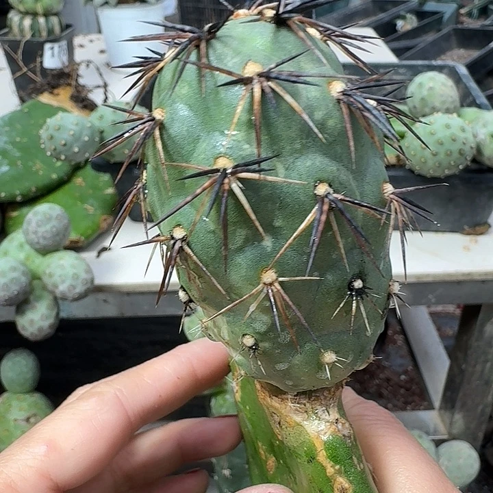 无花朵产地墨麒麟黑刺习