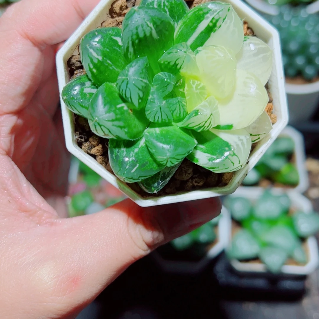 苏州玉露锦多肉植物