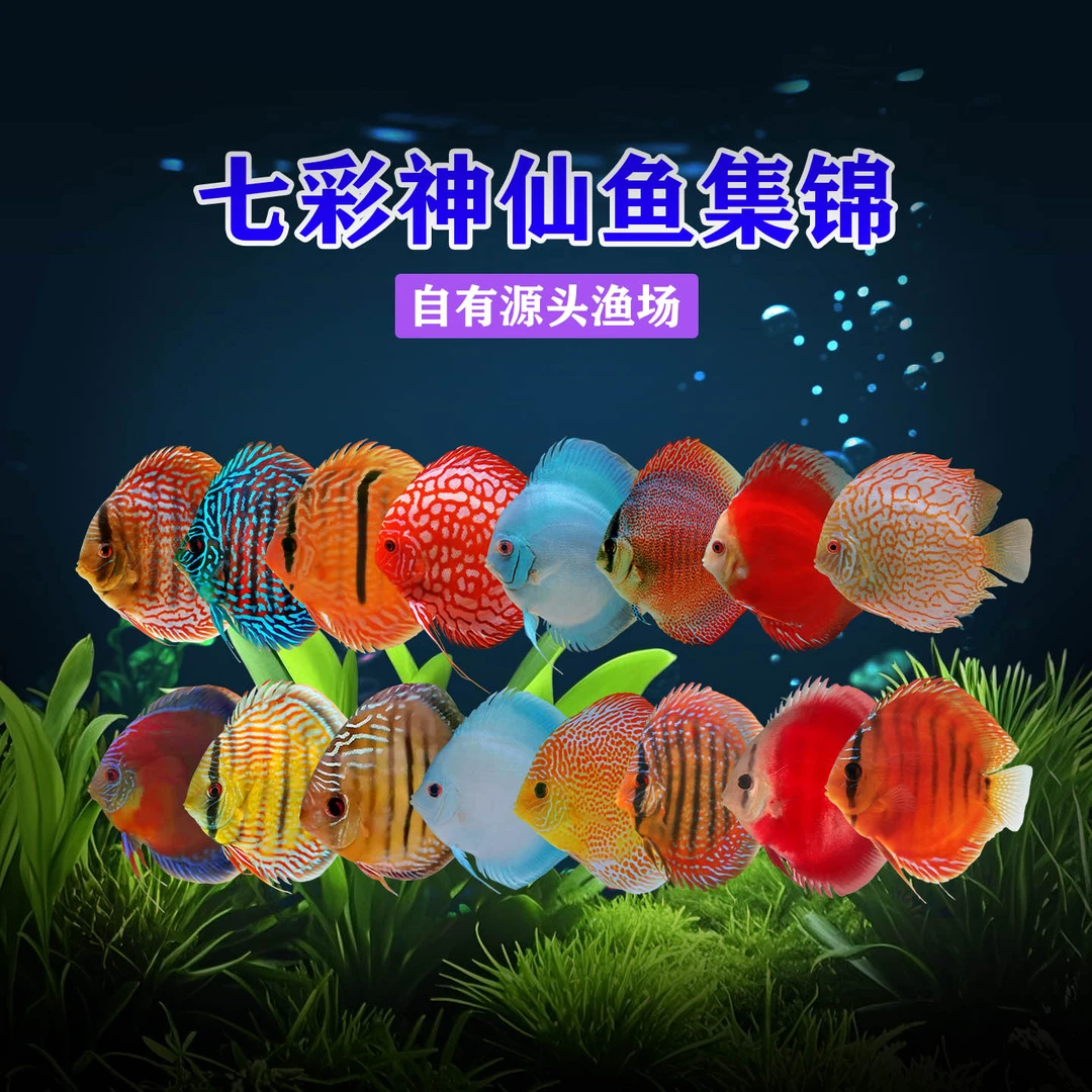 七彩神仙鱼200优惠套餐4条全长7-9cm包损